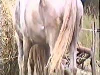 Horse anal sex with a gay
